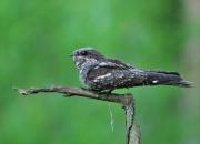 Caprimulgus europaeus