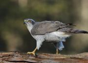 Accipiter gentilis