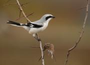 Lanius excubitor
