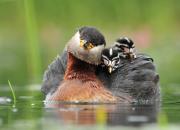 Podiceps grisegena