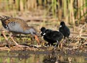 Rallus aquaticus
