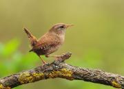 Troglodytes troglodytes