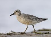 Calidris canutus
