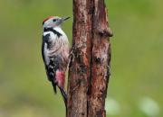 Dendrocopos medius