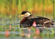 Podiceps grisegena
