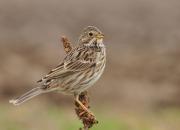 Emberiza calandra
