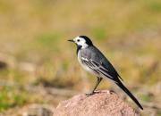 Motacilla alba