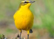 Motacilla flava
