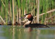 Podiceps cristatus