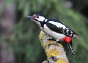 Dendrocopos major