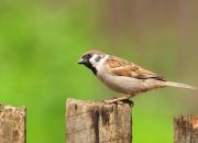 Passer montanus