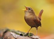 Troglodytes troglodytes