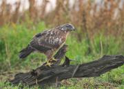 Buteo buteo