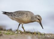 Calidris canutus