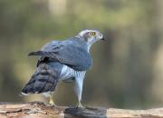 Accipiter gentilis