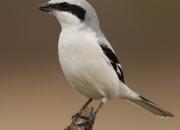 Lanius excubitor