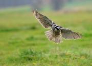 Surnia ulula