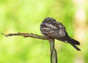 Caprimulgus europaeus