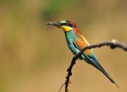 Merops apiaster