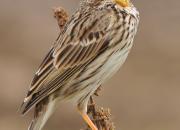 Emberiza calandra