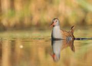 Rallus aquaticus