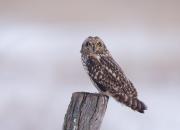 Asio flammeus