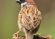 Passer montanus