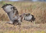 Buteo buteo