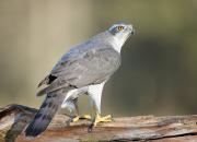 Accipiter gentilis