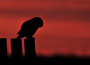 Athene noctua