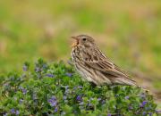 Emberiza calandra