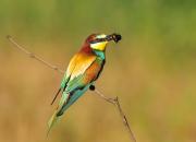 Merops apiaster
