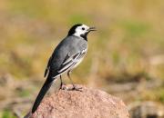 Motacilla alba
