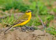 Motacilla flava