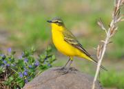Motacilla flava