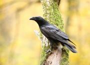 Corvus corax