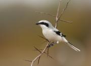 Lanius excubitor