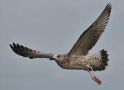 Larus argentatus