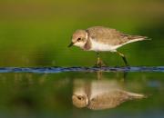Charadrius dubius