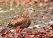 Milvus milvus