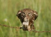 Athene noctua
