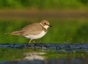 Charadrius dubius