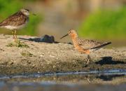 Calidris ferruginea