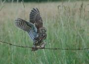 Athene noctua