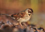 Emberiza schoeniclus