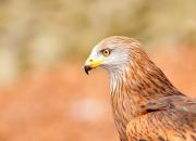 Milvus milvus