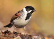 Emberiza schoeniclus