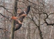 Milvus milvus