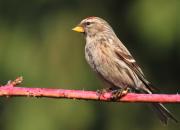 Carduelis flammea