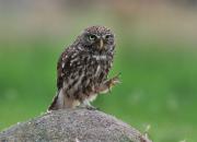 Athene noctua